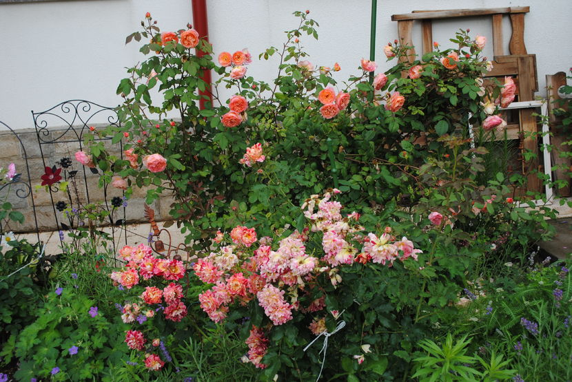 iunie - 2016 gradina mea