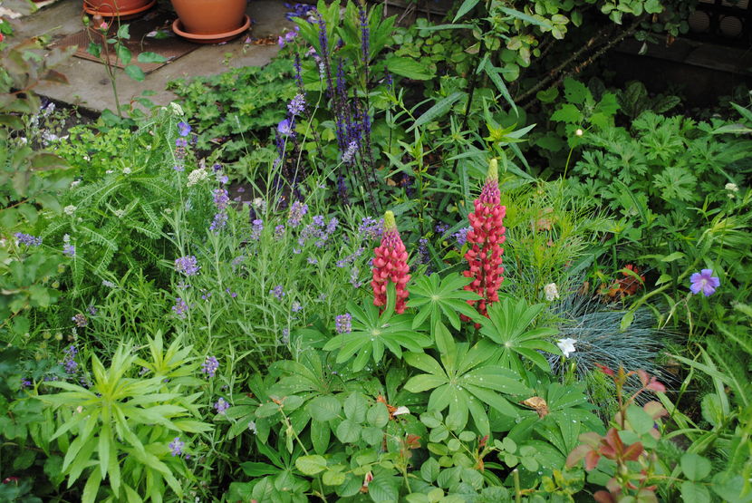 iunie - 2016 gradina mea