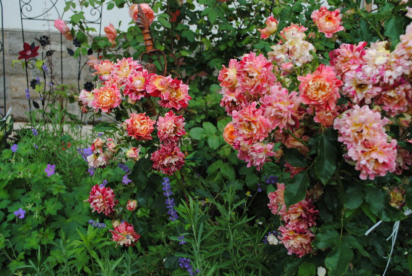 iunie - 2016 gradina mea