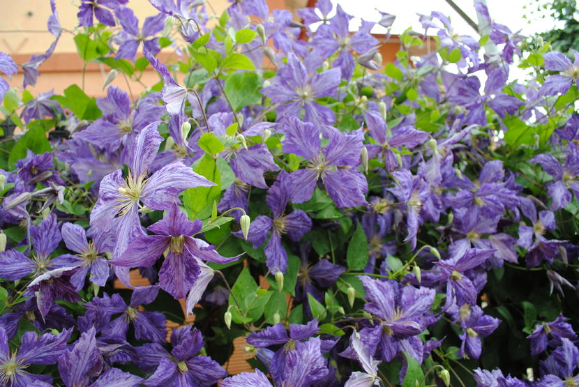 clematis Tie Dye