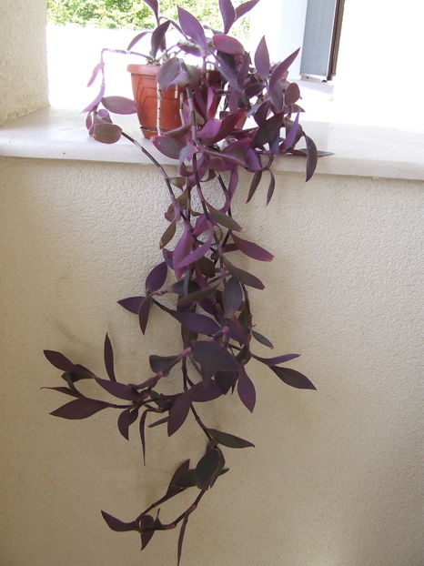 Tradescantia - Donatii plante