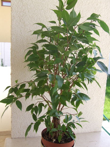 Ficus benjaminii - Donatii plante