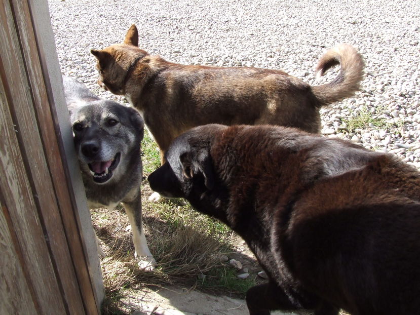 Misu, Cora si Lucky; Un trio colorat
