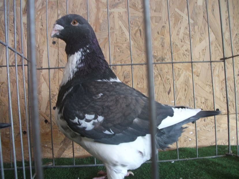 F-VANDUTA; REZERVATA
