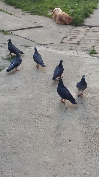  - 1111111 Porumbei voiajori negrii 2016