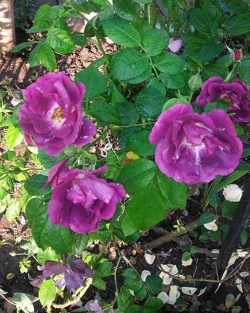  - Gradina toamna 2016