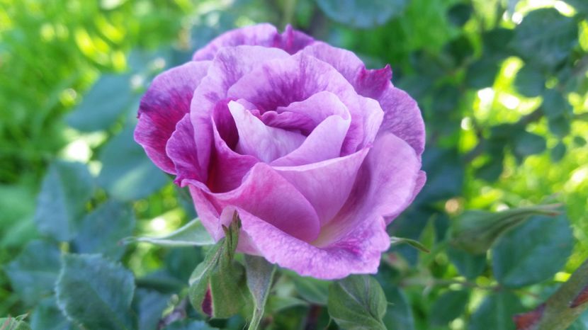  - Gradina toamna 2016