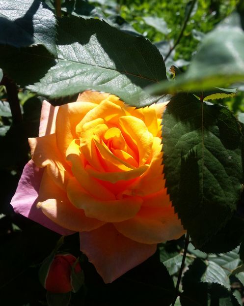  - Gradina toamna 2016