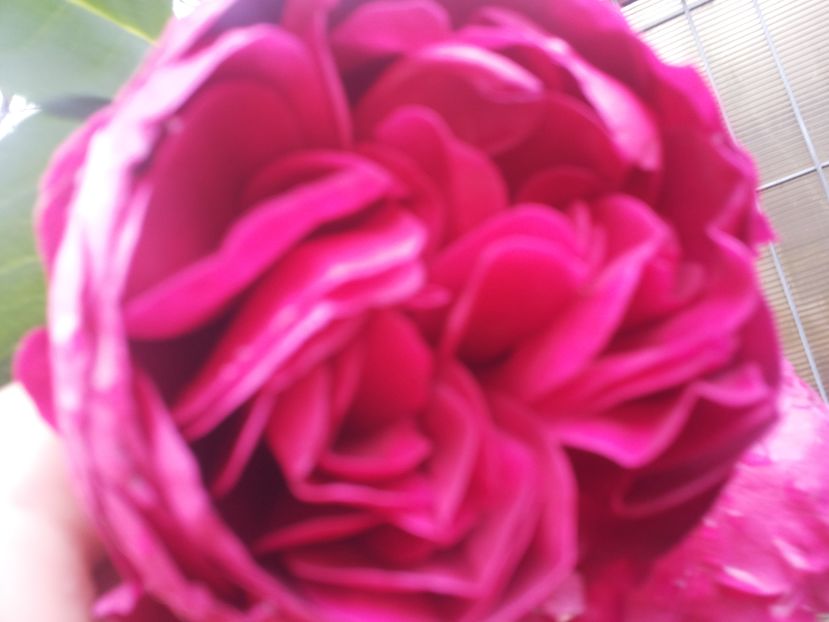  - Gradina toamna 2016