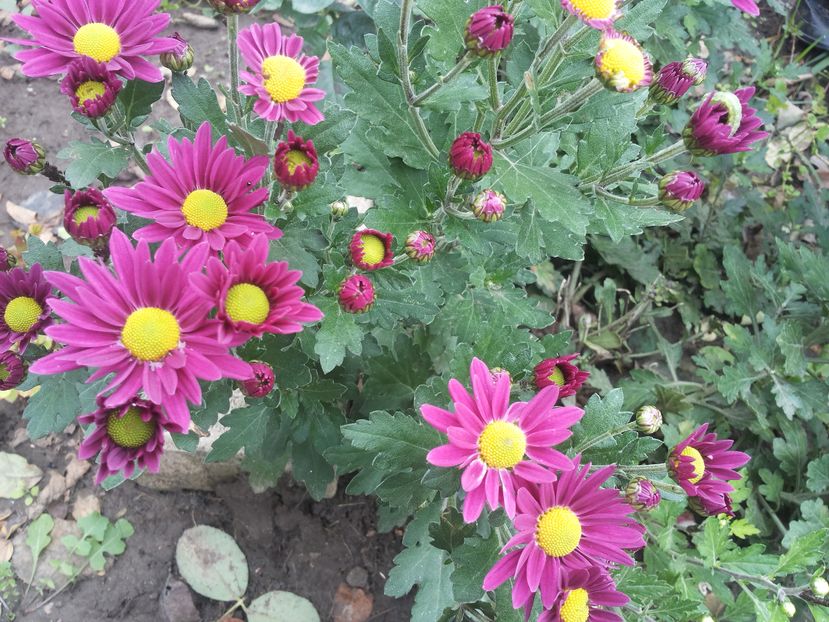  - Gradina toamna 2016