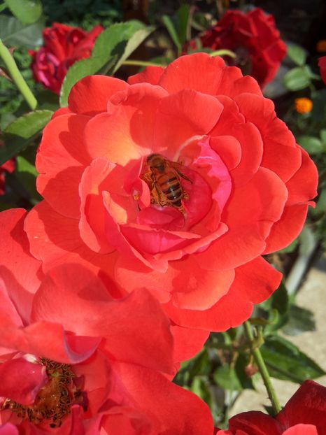 20150727_101323 - Copy