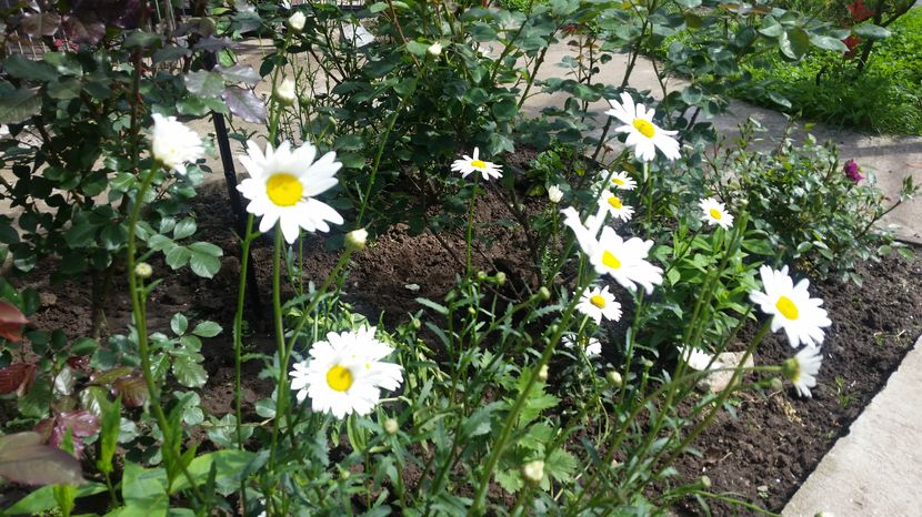 20160513_153017 - Copy (2)