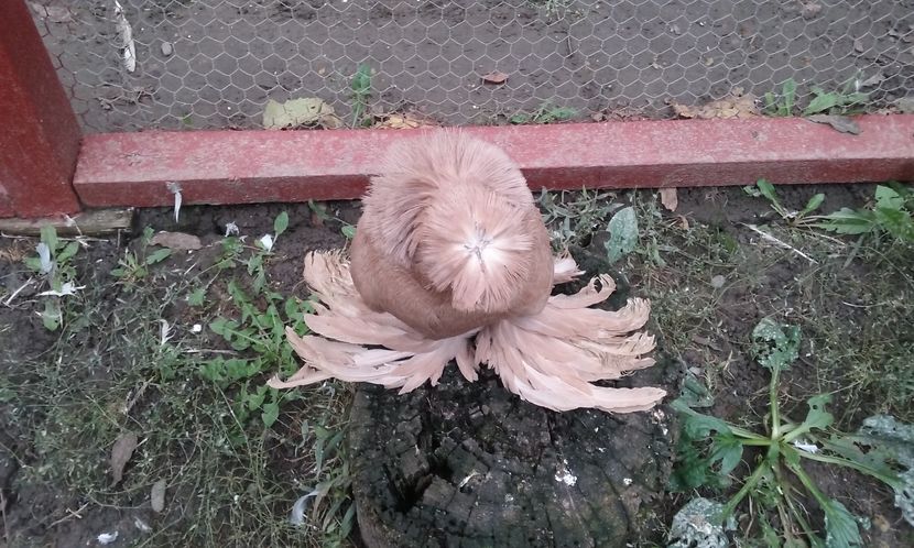 Masc. Matca achyzytye oct.