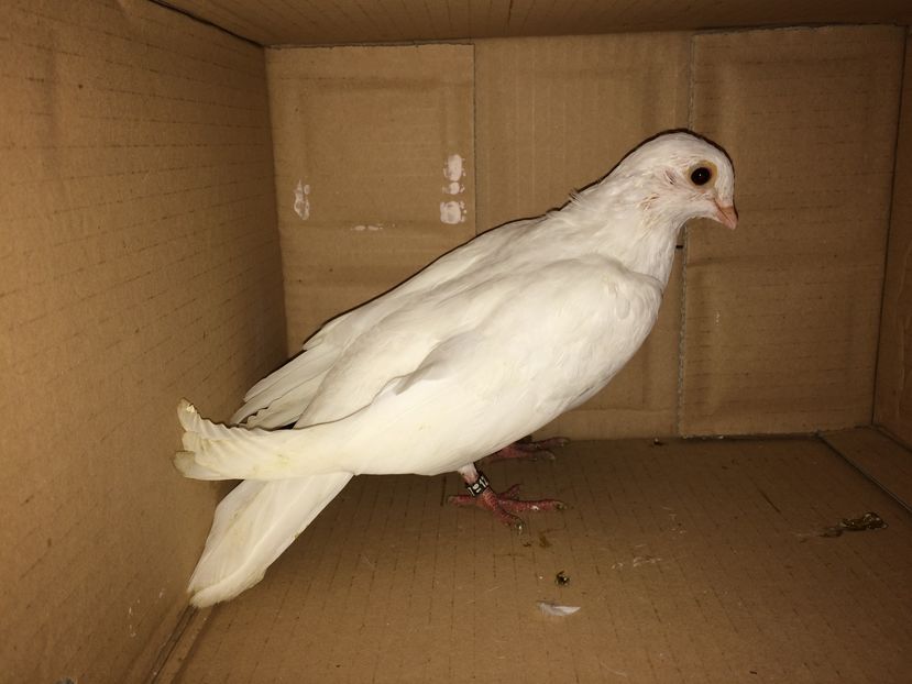 12239  mascul  2016 - Plecați ALBUM 1