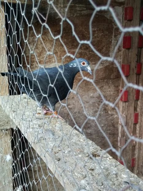 IMG-20161015-WA0038 - 1111111 Porumbei voiajori negrii 2016