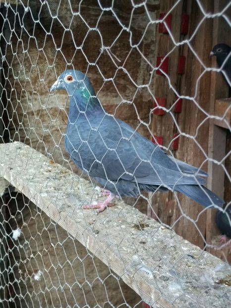 IMG-20161015-WA0035 - 1111111 Porumbei voiajori negrii 2016