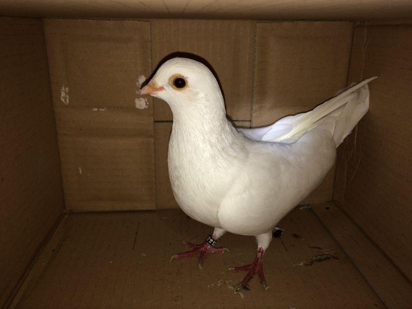 12187  mascul  2016 - Plecați ALBUM 1