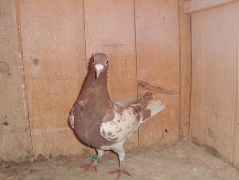  - Meulemans Vandut