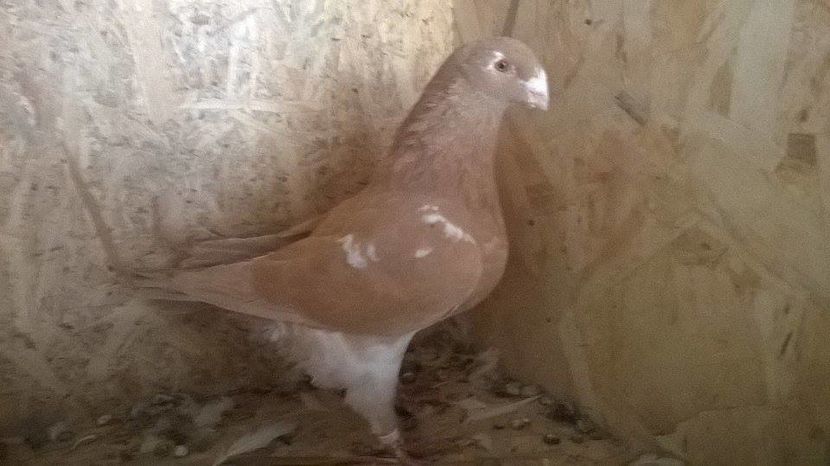 14627990_1223729144351166_1007192926_n