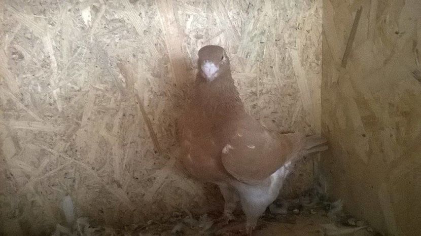 14741103_1223728047684609_290530423_n