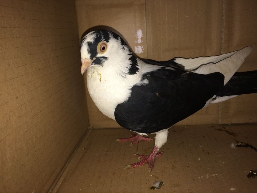 12159  femelă  2016