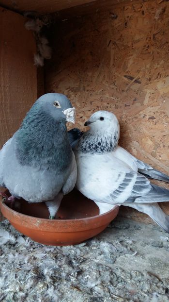  - 1 AAB PORUMBEI STANDARD 2016