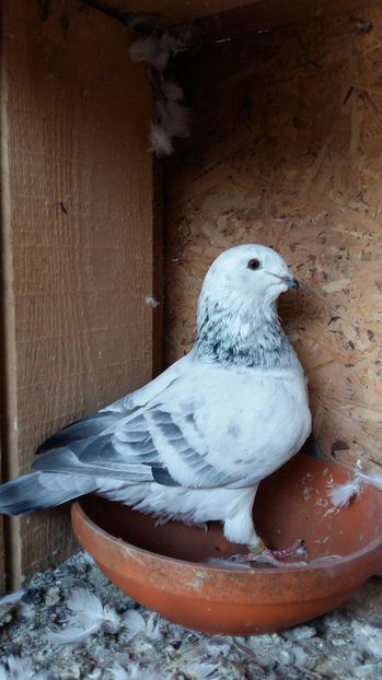  - 1 AAB PORUMBEI STANDARD 2016