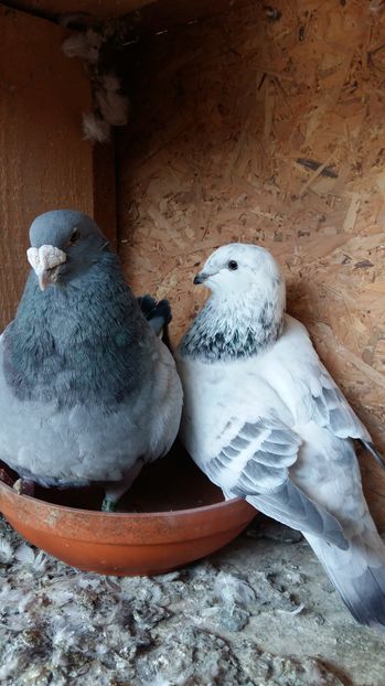  - 1 AAB PORUMBEI STANDARD 2016