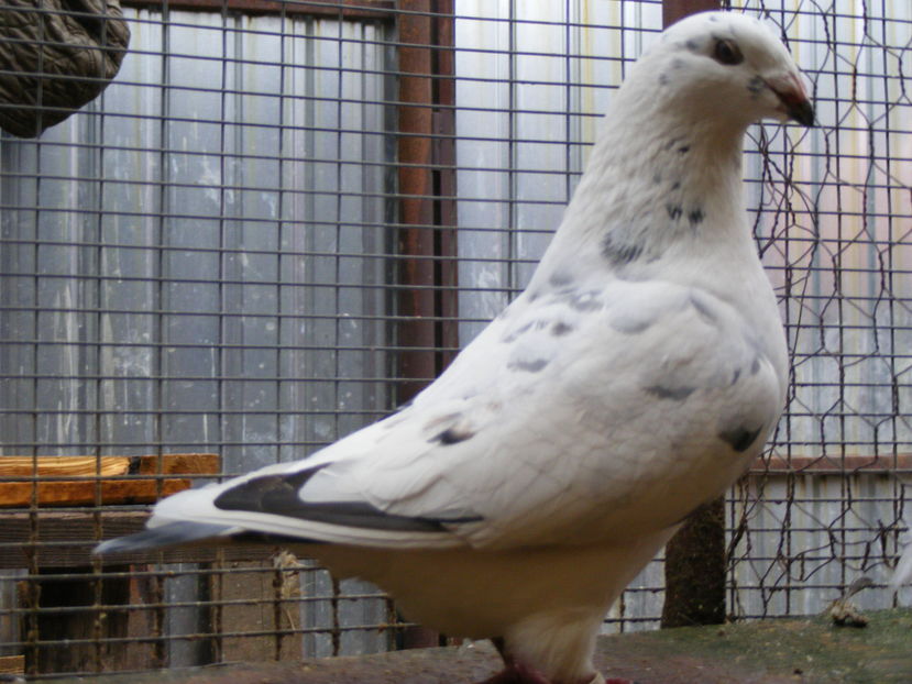 F 2016 VINDUTA OCT.2016