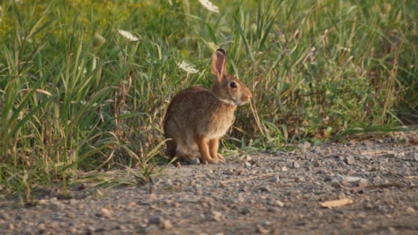 Eastern_Cottontail_Rabbit_2 - Iepurele codita de bumbac - caracteristici habitat si curiozitati
