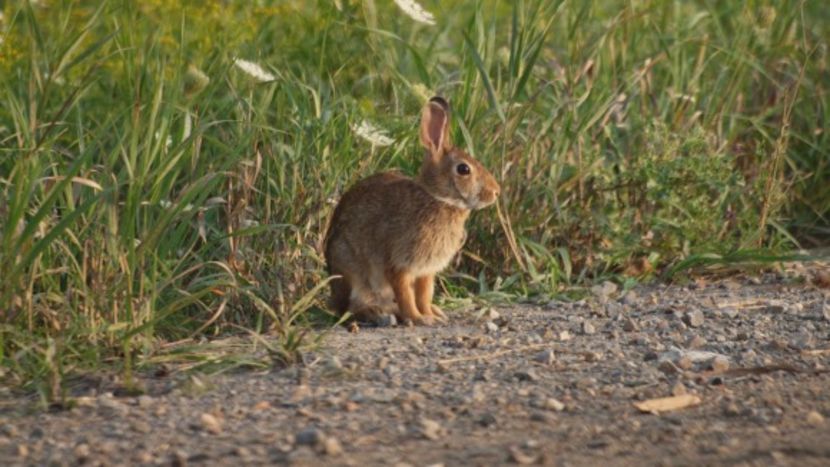 Eastern_Cottontail_Rabbit_2