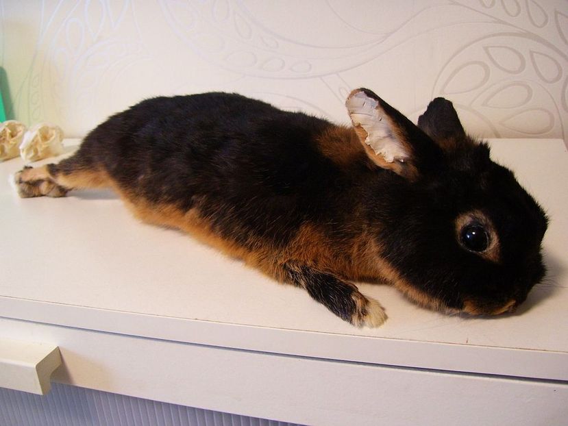 black_and_tan_bunny_soft_mount_commission_by_deerfishtaxidermy-d5sjmw7