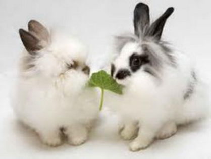 Hranirea_iepurilor - Ce trebuie sa stim despre hrana iepurilor
