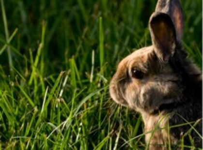 --iepuri-iarba21 - Plante cu efect pozitiv si cu efect negativ in hrana iepurilor