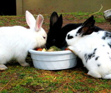 Hrana_iepurilor_nutreturi_in_gospodarii - Alimentatia iepurilor cu nutreturi produse in gospodarii