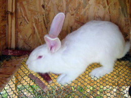 Microclimat_iepuri - Microclimatul in adaposturile pentru iepuri