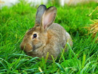 Cecotrofia_iepurilor - Cecotrofia la iepuri
