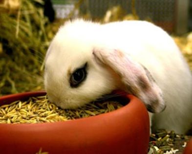 iepuremancare - Hrana rea pentru iepuri - de evitat