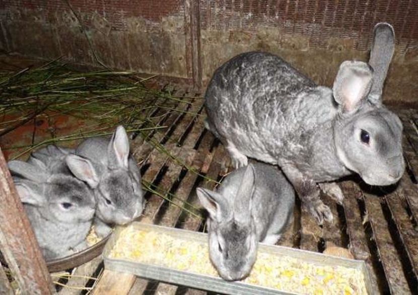 iepuri-alimentare2 - Alimentatia iepurilor in sezonul rece - ce hrana prefera