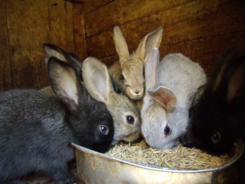 iepuri-alimentare - Rolul cerealelor in alimentatia iepurilor de casa