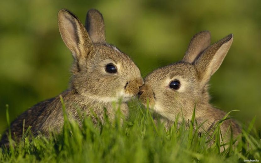 iepuri1 - 17 lucruri pe care trebuie sa le stii despre cresterea iepurilor