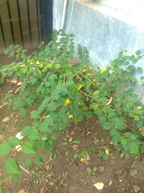 Cudrania Tricuspidata - Gradina mea