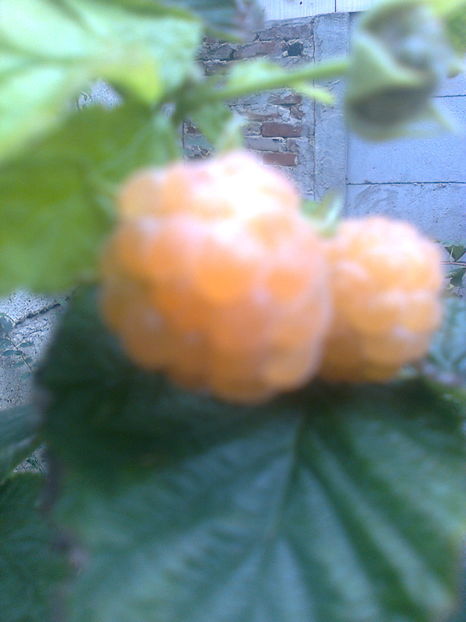 Zmeura Orange,18.10.2016 - Gradina mea