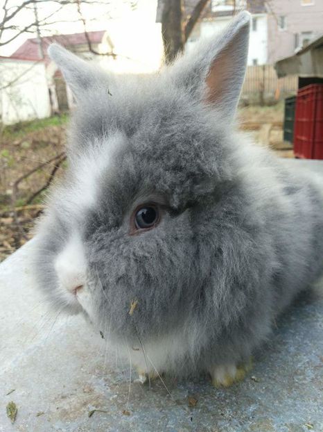  - 111111111 Iepuri din 2016