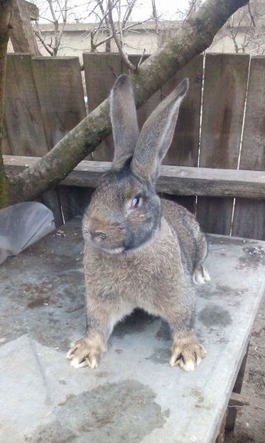  - 111111111 Iepuri din 2016