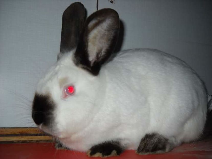  - 111111111 Iepuri din 2016