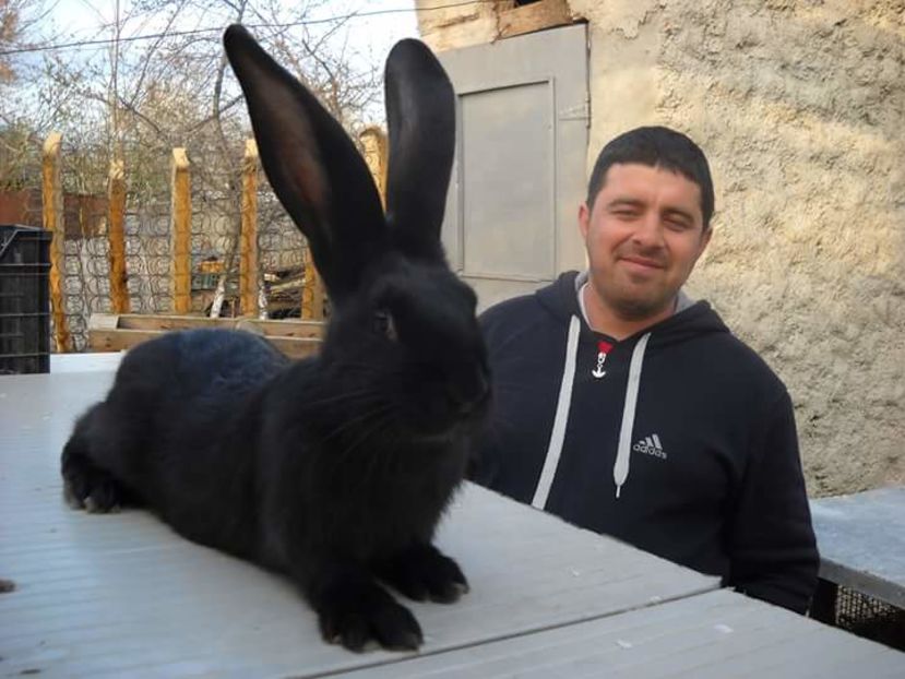  - 111111111 Iepuri din 2016