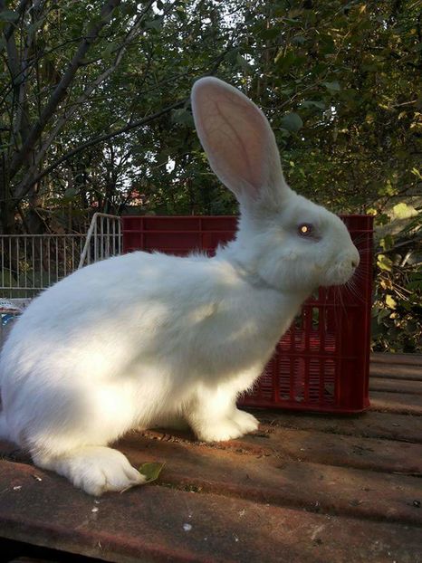  - 111111111 Iepuri din 2016