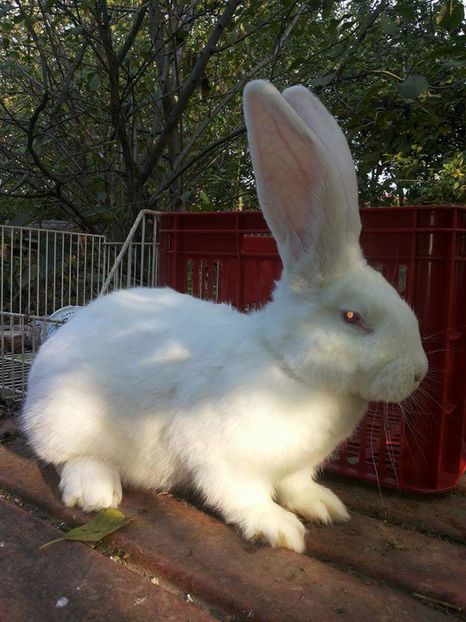  - 111111111 Iepuri din 2016