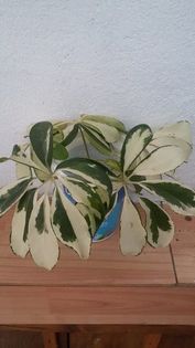 schefflera